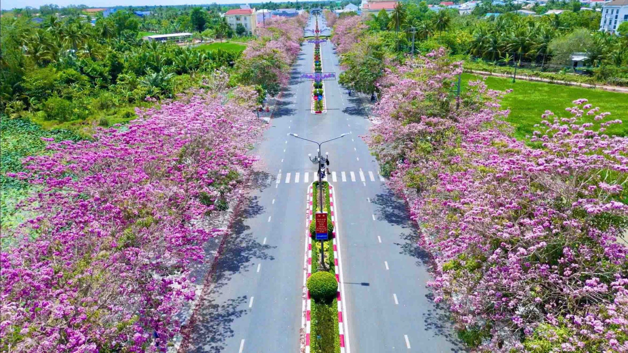 Con đường có hàng trăm cây kèn hồng bung nở ở Sóc Trăng