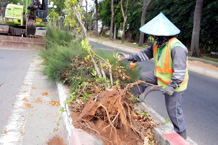 Di dời hơn 4.600 cây huỳnh liên, cải tạo trục đường cửa ngõ Vũng Tàu từ 6 lên 8 làn xe