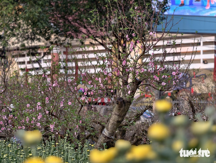 Nhất chi mai Sa Pa, đào Mộc Châu 'đổ bộ' chợ hoa xuân Buôn Ma Thuột