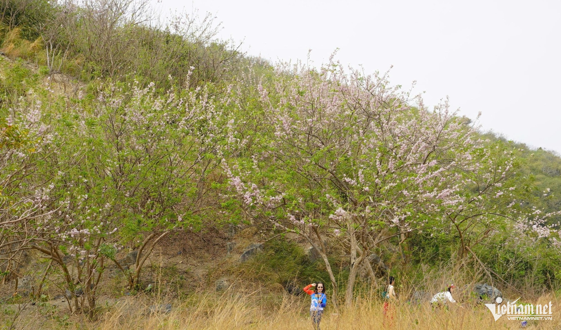 Hoa đỗ mai rực hồng trên đồi ở TPHCM, du khách rủ nhau đến 'săn' ảnh