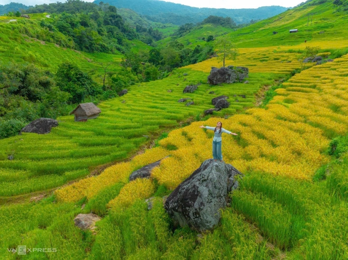 Mùa gặt trên ruộng bậc thang núi Ngọc Linh