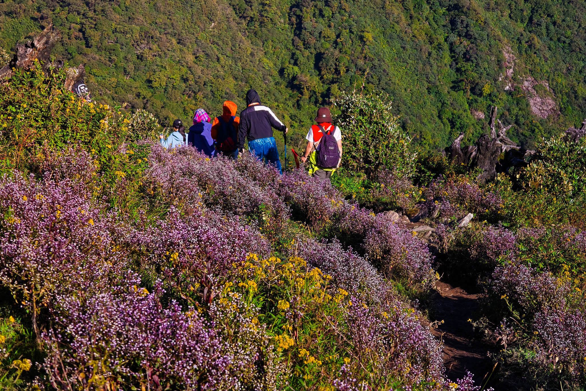 Thảm hoa chi pâu tím dưới trời sao trên đỉnh Tà Chì Nhù