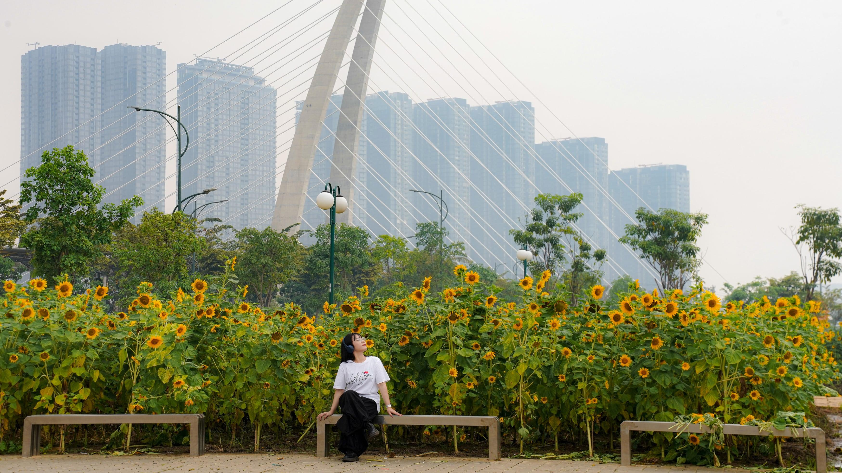 Dải hoa hướng dương vàng rực bên bờ sông Sài Gòn