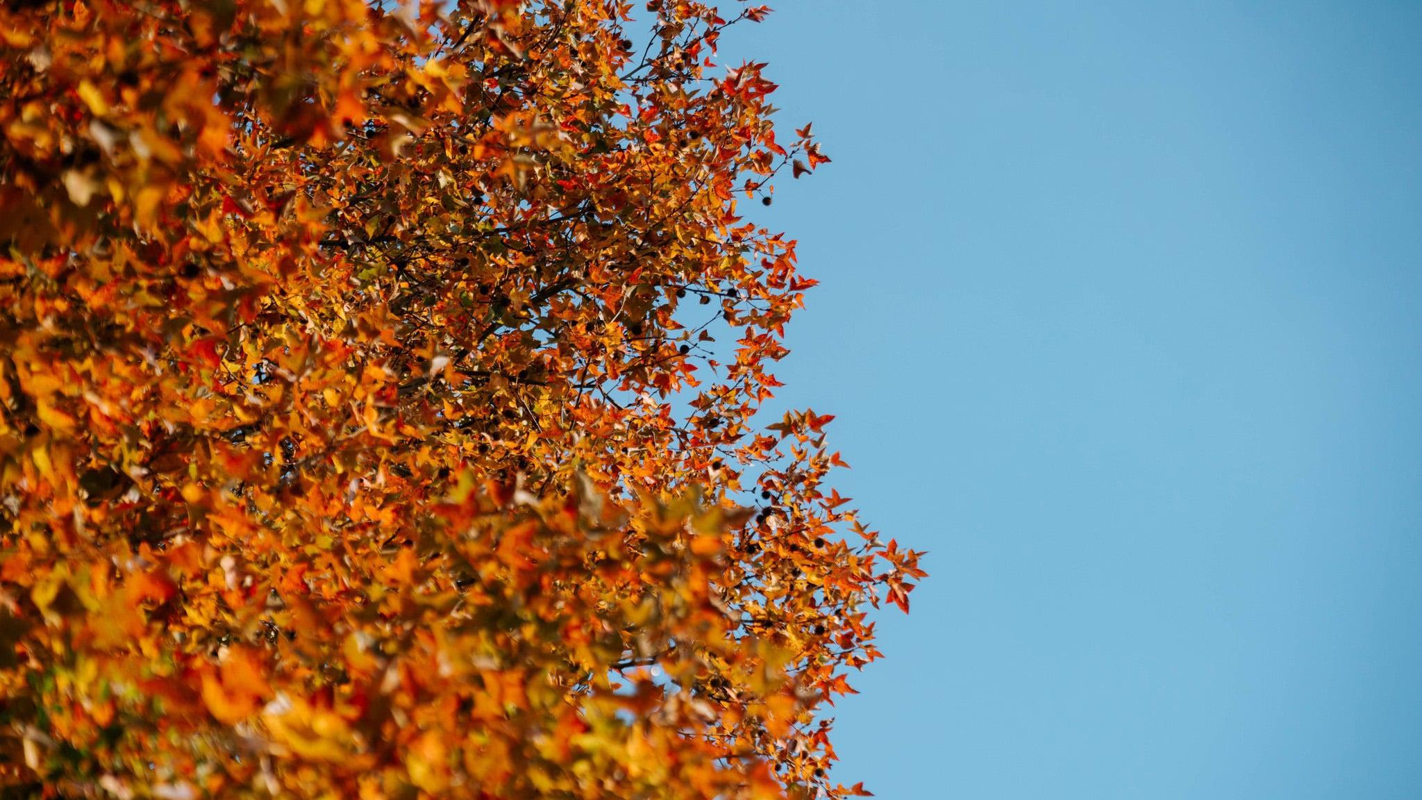 Phong hương rải “lớp màu” cuối năm trên sườn núi Thanh Mai