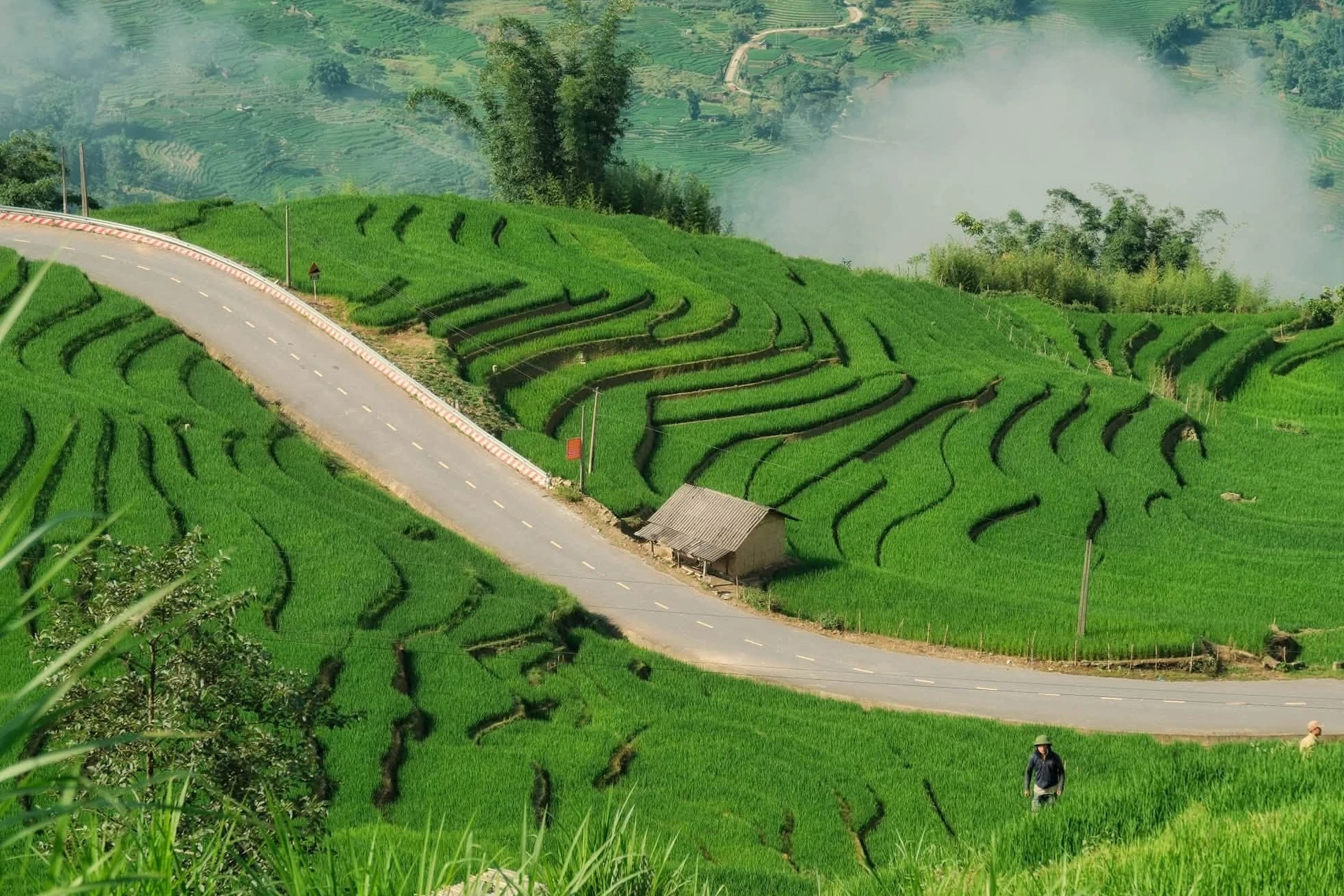 Mùa lúa xanh phủ kín ruộng bậc thang 'đẹp như tranh' ở Y Tý