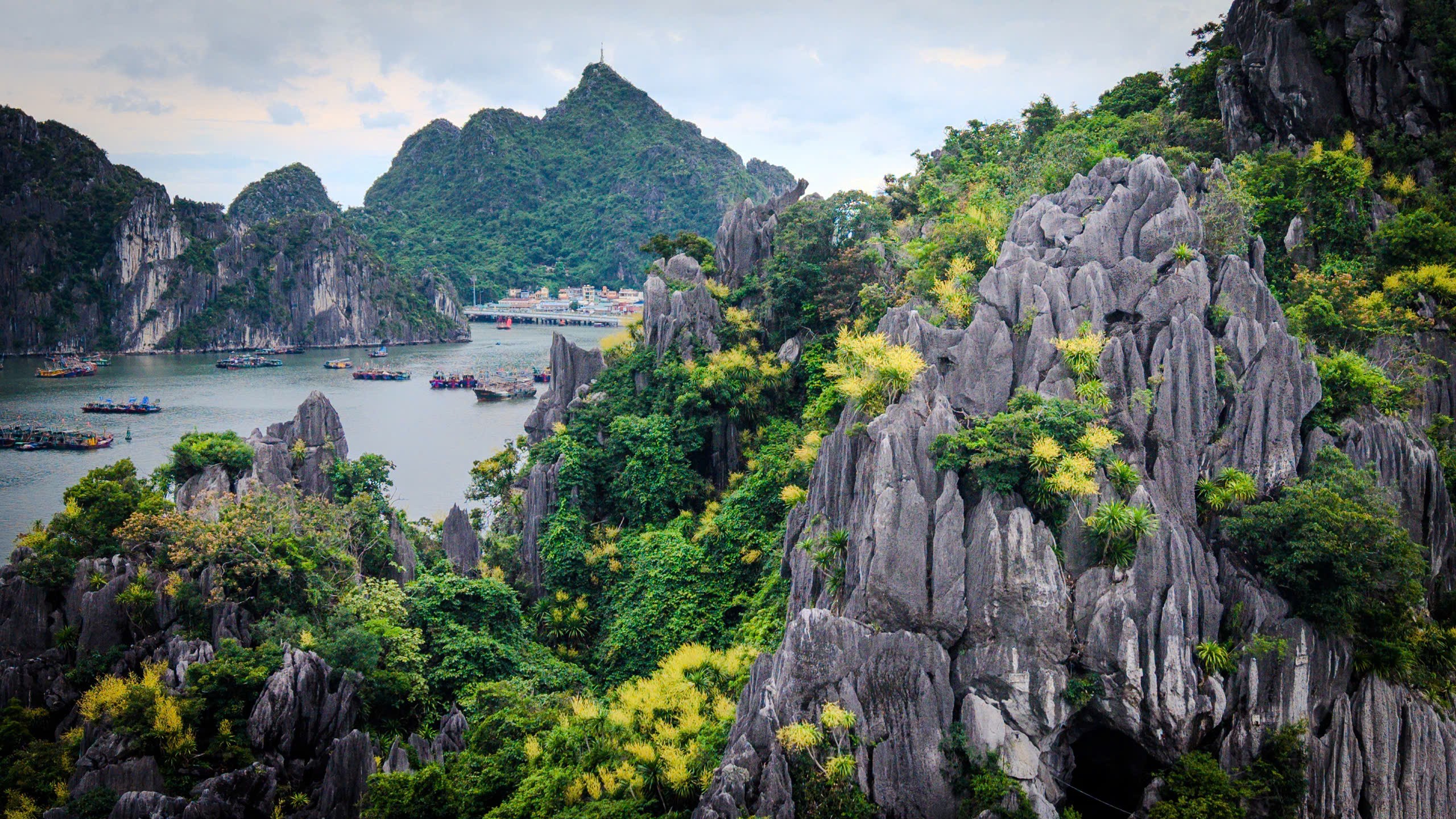 Quảng Ninh: Hoa Phát tài nở giữa vận hội mới