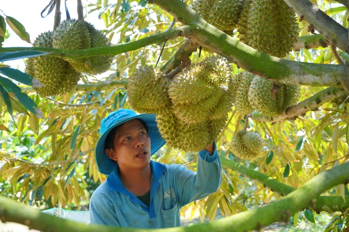 Xuất khẩu nông lâm thủy sản vượt 52 tỷ USD sau 9 tháng